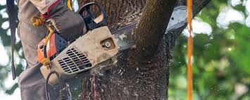 Best Tree and Shrub Care  in Hidden Meadows, CA