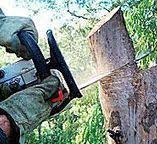 Best Stump Grinding and Removal  in Hidden Meadows, CA