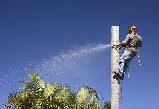 Best Commercial Tree Services  in Hidden Meadows, CA