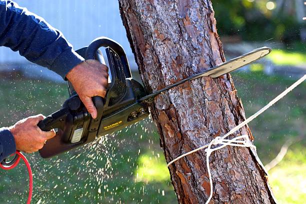 Best Seasonal Cleanup (Spring/Fall)  in Hidden Meadows, CA