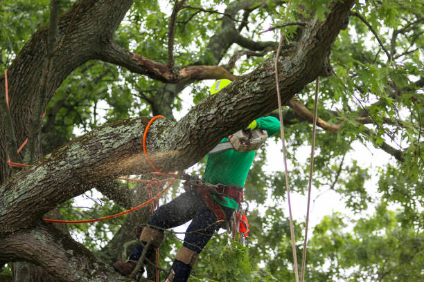 Best Tree Disease Treatment  in Hidden Meadows, CA