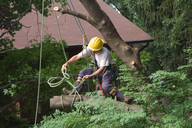 Best Grass Overseeding  in Hidden Meadows, CA