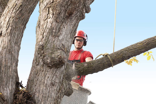 Best Hedge Trimming  in Hidden Meadows, CA